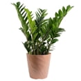 thumbnail image 1 of Costa Farms 10" ZZ Tropical Plant in Decorative Pot, 1 of 9