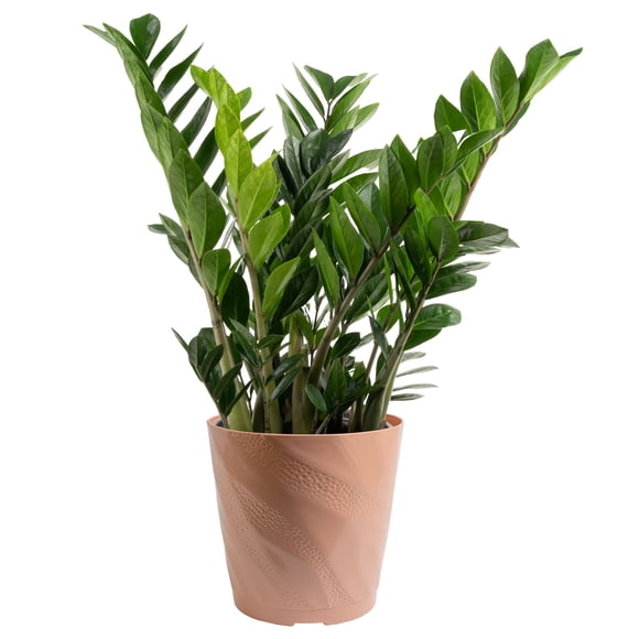 Costa Farms 10" ZZ Tropical Plant in Decorative Pot