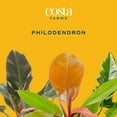 thumbnail image 2 of Costa Farms 10" Philodendron Tropical Plant in Decorative Pot, 2 of 9