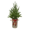 thumbnail image 5 of Member's Mark 48" Pre-Lit Topiary in Woven Basket, 5 of 5