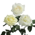 thumbnail image 2 of Member's Mark Garden Roses, 36 stems, Choose color variety, 2 of 6
