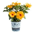 thumbnail image 1 of Costa Farms 1-Gallon Tropical Hibiscus Premium HibisQs, 1 of 6