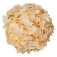 thumbnail image 3 of Member's Mark Color Enhanced Hydrangeas, 20 stems, choose color, 3 of 4