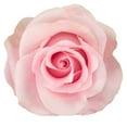 thumbnail image 3 of Member's Mark Ecuadorian Premium Roses, choose color variety and stem count, 3 of 6