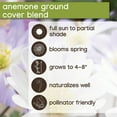 thumbnail image 7 of Member's Mark Anemone Ground Cover Blend Dormant Bulbs, 90pk, 7 of 10