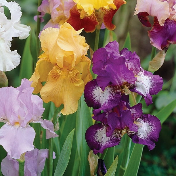 Member's Mark Bearded Iris Mixed Dormant Bulbs, 4pk - Samsclub.com