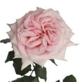 thumbnail image 1 of Member's Mark Garden Roses, 36 stems, Choose color variety, 1 of 6
