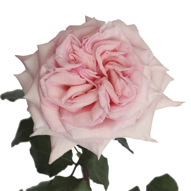 Member's Mark Garden Roses, 36 stems, Choose color variety