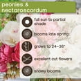thumbnail image 6 of Member's Mark Peony and Nectaroscordum Dormant Bulbs, 22pk, 6 of 10