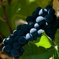 thumbnail image 3 of Hess Select Pinot Noir Red Wine (750 ml), 3 of 4