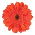 thumbnail image 4 of Member's Mark Gerbera Daisies, choose color and stem count, 4 of 8