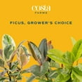 thumbnail image 2 of Costa Farms 10" Ficus Rubber Standard Plant in Decorative Pot, 2 of 8