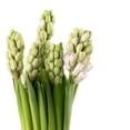 thumbnail image 5 of Member's Mark Seasonal Hyacinth Bunch, 10 stems, 5 of 7