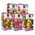 thumbnail image 2 of Member's Mark Boxed Spring Flower Bulbs, 2 of 7