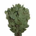 thumbnail image 1 of Member's Mark Diamond Silver Dollar Eucalyptus 40 stems, 1 of 5