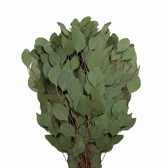 Member's Mark Diamond Silver Dollar Eucalyptus 40 stems