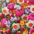 thumbnail image 3 of Member's Mark Center of Attention Blend Freesia, Ranunculus, Daffodil and Tulip Dormant Bulbs, 60pk, 3 of 12