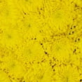 thumbnail image 4 of Member's Mark Football Mums, choose color and stem count, 4 of 6