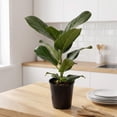 thumbnail image 3 of 5" Ficus Foliage in Grower Pot, 6 Pack, 3 of 5
