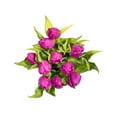 thumbnail image 1 of Member's Mark Tulips, 50 stems, 1 of 3