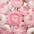 thumbnail image 3 of Ranunculus, 60 stems, choose color, 3 of 5