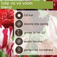 thumbnail image 6 of Member's Mark Tulip Va Va Voom Blend Dormant Bulbs, 28pk, 6 of 9