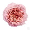 thumbnail image 2 of Member's Mark Garden Roses, 36 stems, Choose color variety, 2 of 6