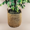 thumbnail image 2 of Artificial 6.5' Ficus Tree in a Handwoven Handled Basket, 2 of 4