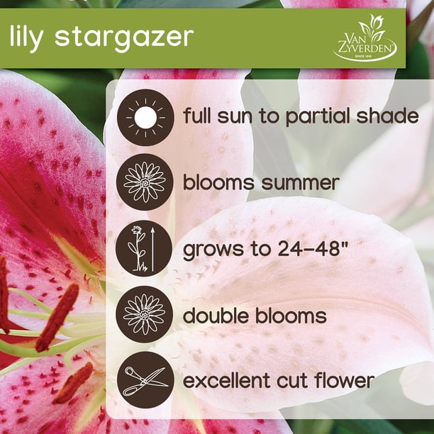 LILYさん返金専用 Lily (1 Pc), Oriental Lily, Asiatic Lily, Stargazer Lily, Garden