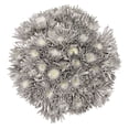 thumbnail image 1 of Member's Mark Painted Mums,  choose color and stem count, 1 of 5