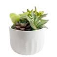 thumbnail image 3 of Live 6" Mother's Day Plant, Pink Foliage or Succulent Garden, 3 of 10