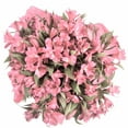 thumbnail image 1 of Member's Mark Alstroemeria, Choose color and stem count, 1 of 1