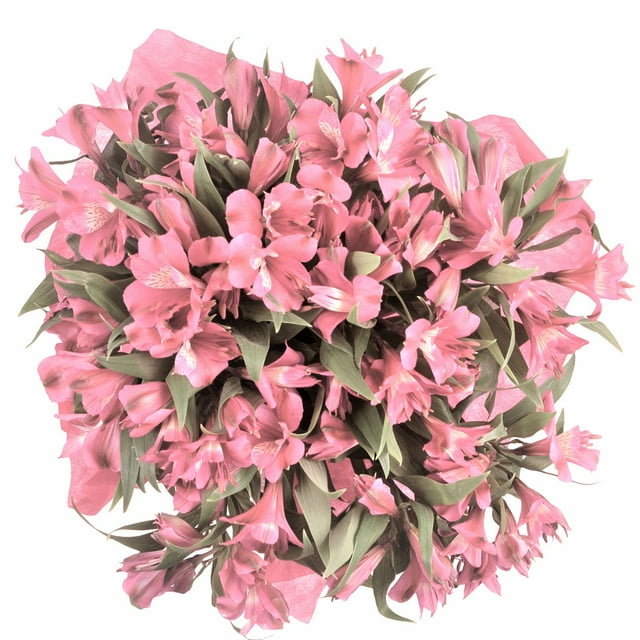 Member's Mark Alstroemeria, Choose color and stem count
