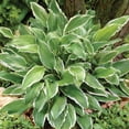 thumbnail image 3 of Member's Mark Hosta Albomarginata Dormant Bulbs, 8pk, 3 of 9