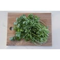 thumbnail image 4 of Soto Farm Cilantrillo 8 oz., 4 of 4