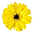 thumbnail image 3 of Member's Mark Gerbera Daisies, choose color and stem count, 3 of 4