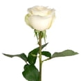 thumbnail image 3 of Member's Mark Ecuadorian Premium Roses, choose color variety and stem count, 3 of 6
