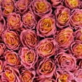 thumbnail image 5 of Member's Mark Farm Fresh Velvet Roses, choose color and stem count, 5 of 9