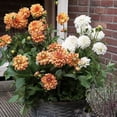 thumbnail image 5 of Member's Mark Balcony Dahlia Mardi Gras Blend Dormant Bulbs, 8pk, 5 of 9