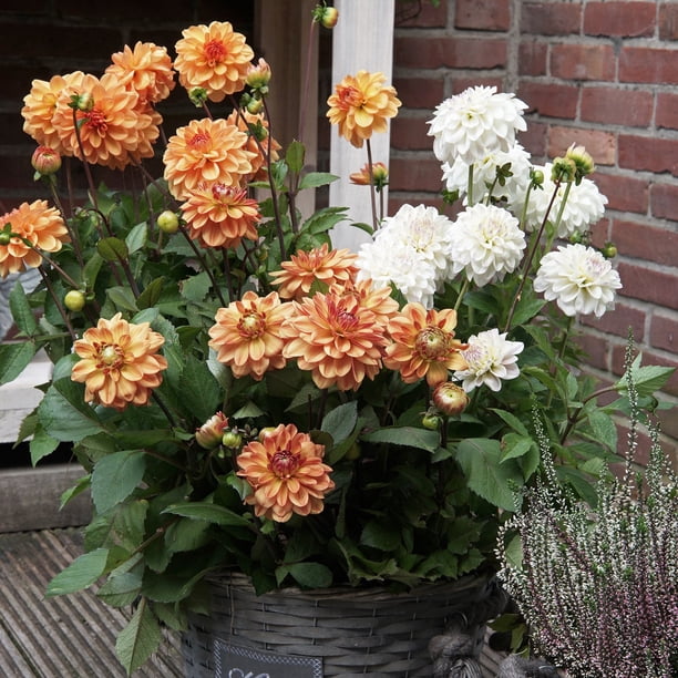 Member's Mark Balcony Dahlia Mardi Gras Blend Dormant Bulbs, 8pk