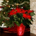 thumbnail image 4 of Live 10" Red Poinsettia Plant in Decorative Pot, 4 of 5
