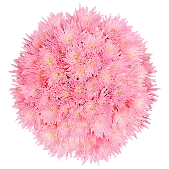 Member's Mark Painted Mums, choose color and stem count