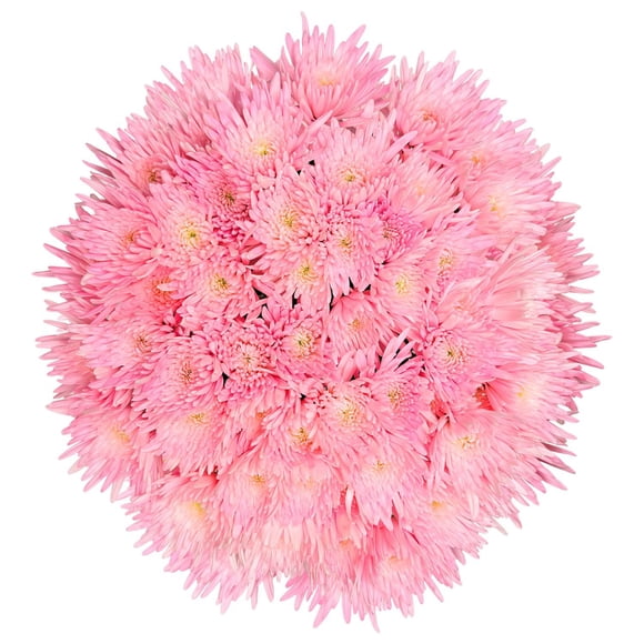 Member's Mark Painted Mums, choose color and stem count