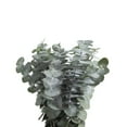 thumbnail image 2 of Member's Mark Baby Blue Eucalyptus 200 stems, 2 of 5