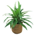 thumbnail image 1 of Faux 42" Dracaena in Handwoven Boho-Style Basket, 1 of 4