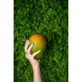 thumbnail image 5 of Round Mangos, 4 ct., 5 of 6