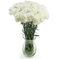 thumbnail image 5 of Member's Mark Carnations, Choose color and stem count, 5 of 7