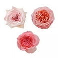thumbnail image 1 of Member's Mark Garden Roses, 36 stems, Choose color variety, 1 of 6