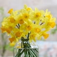 thumbnail image 4 of Member's Mark Daffodil Trumpet Blend Dormant Bulbs, 40pk, 4 of 8