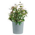thumbnail image 3 of Costa Farms Live 10" Assorted Tropical Patio Plant, 3 of 9